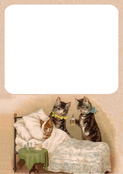 Chats attentionn&eacute;s pour un prompt r&eacute;tablissement